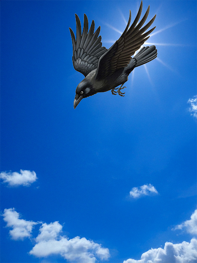 Crow flying and searching for water